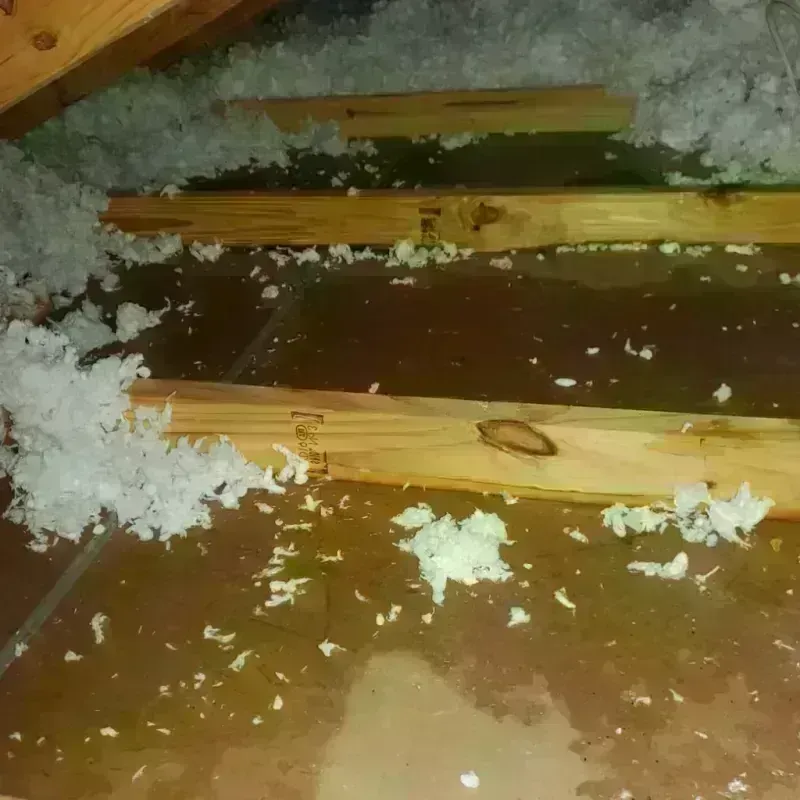 Attic Water Damage in Port Charlotte, FL